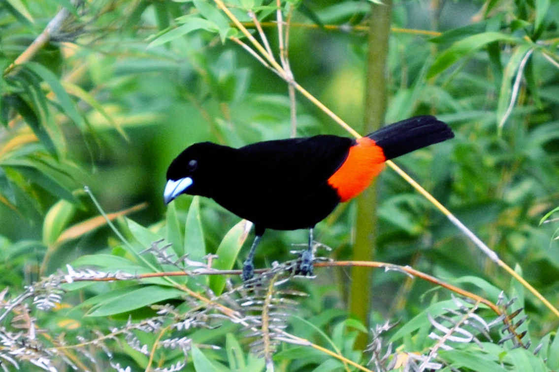 Birding