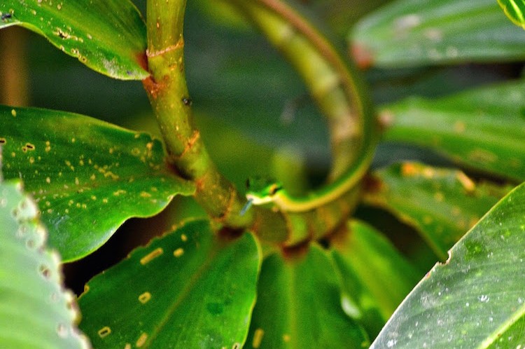 Manuel Antonio National Park