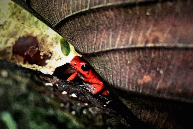 Strawberry Poison-Dart Frog