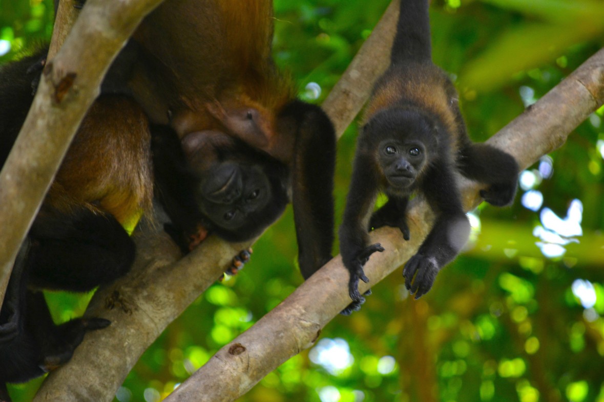 Howler Monkeys