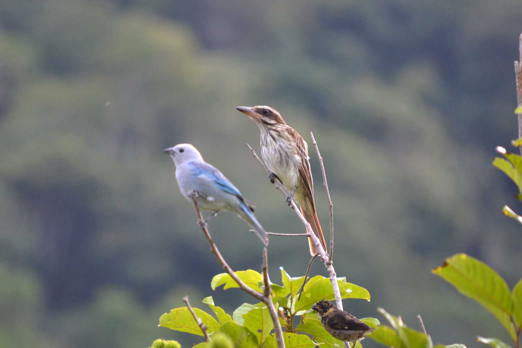 Birds