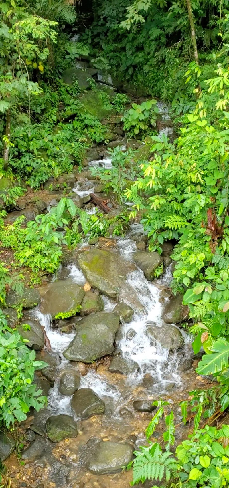 Steep rainforest creek